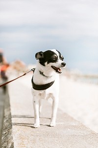 Dog out for a walk by the beach