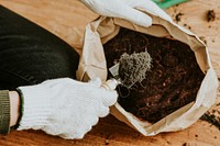 Gardener repotting a houseplant 