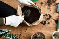 Gardener repotting a houseplant 