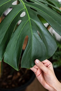 Hand touching a monstera leaf