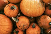 Halloween pumpkin pile close up background