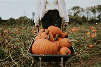 Woman at a pumpkin patch before Halloween