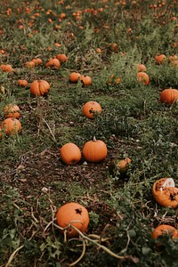 Halloween pumpkin patch in dark autumn mood