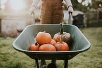 Woman with pumpkin wheelbarrow in a farm