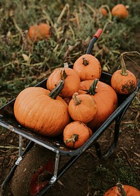 Freshly harvested pumpkins background food photography