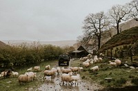 Sheep heard during a road trip to the countryside