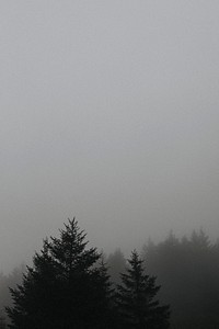 Calm foggy forest sky in black and white