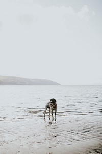 A cute dog at the beach