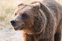 Brown bear, maybe smiling, at the Wild Animal Sanctuary, a 720-acre animal refuge housing more than 350 large animals near Keenesburg, Colorado.