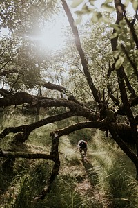 Dog walking in forest at Fairy Pools at Isle of Skye, Scotland