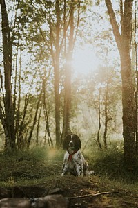 Dog sitting in forest at Fairy Pools at Isle of Skye, Scotland