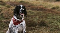 English dog computer wallpaper, travel photo from the Scottish Highlands