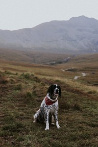 English Springer Spaniel dog in nature