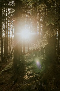 Sunshine through forest, Fairy Pools at Isle of Skye, Scotland