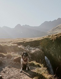 Dog at Fairy Pools on the Isle of Skye