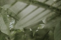 Dark leaf background wallpaper, aesthetic full HD image