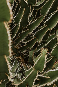 Cactus plant background wallpaper, aesthetic nature dark image