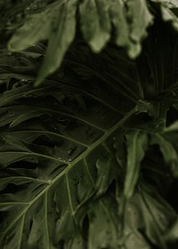 Dark leaf background wallpaper, aesthetic full HD image