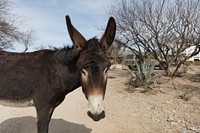 One of several four-legged residents of the Forever Home Donkey Rescue &amp; Sanctuary, a private facility in the Cochise County desert, several miles north of Benson, Arizona.