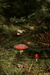 Red and white mushroom on the grassy ground 