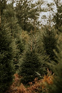 Closeup of Christmas tree, green pine fir leaves 