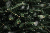 Closeup of Christmas tree, green pine fir leaves 