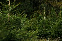 Closeup of Christmas tree, green pine fir leaves 