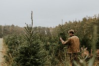 Man inspecting Christmas tree leaves