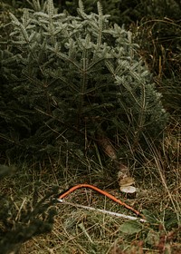 Saw on the grassy floor at a Christmas tree farm 