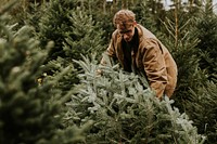 Man dragging a Christmas tree that he just cut 