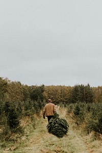 Man hauling a Christmas tree at a Christmas tree farm back home 