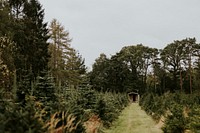 Christmas tree farm 