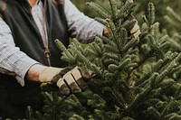 Man trimming a Christmas tree for Christmas holidays