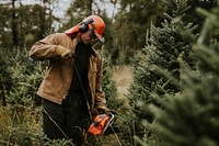 Man sawing a Christmas tree for home at a Christmas tree farm 