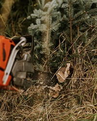 Person cutting a Christmas tree near the roots