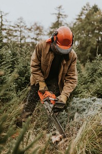 Man sawing a Christmas tree for home at a Christmas tree farm 