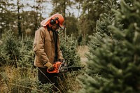 Man sawing a Christmas tree for home at a Christmas tree farm 