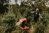 Man sawing a Christmas tree for home at a Christmas tree farm 