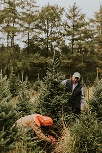 Man sawing a Christmas tree for home at a Christmas tree farm 