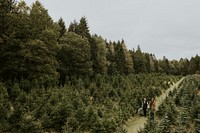 Two men hauling Christmas trees at a Christmas tree shop to take home 