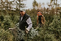 Two men hauling a Christmas tree back home