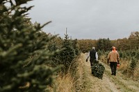Two men hauling a Christmas tree back home 