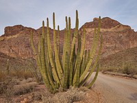 Clumps of spear-like cacti that give the park its name within Organ Pipe Cactus National Monument, a 517-square-mile reserve that shares a border between Arizona's Yuma County and the Mexican state of Sonora.
