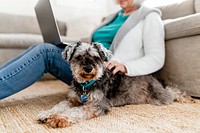 Cute Schnauzer dog lying down on the floor