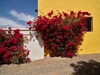 Bougainvillea explode with color outside this Tucson, Arizona, cottage, which, like many modest homes in town, turn mundane, sun-dried adobe bricks into dazzling painted backdrops. Original image from <a href="https://www.rawpixel.com/search/carol%20m.%20highsmith?sort=curated&amp;page=1">Carol M. Highsmith</a>&rsquo;s America, Library of Congress collection. Digitally enhanced by rawpixel.