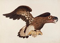 Carved Wooden Eagle (ca. 1939) by Robert Gilson. Original from The National Gallery of Art. Digitally enhanced by rawpixel.