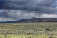 It's Spring calving -- or birthing -- season at Big Creek cattle ranch on the Colorado border, near the towns of Riverside and Encampment, in Carbon County, Wyoming.