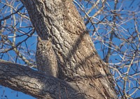 A great horned owl has asserted permanent visiting rights to a tree above the ranch headquarters at the Big Creek cattle ranch, a huge spread just above the Colorado line near Riverside in Carbon County, Wyoming.