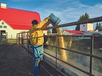 A worker pours cattle feed at Big Creek Ranch, a vast cattle ranch near the Colorado border in Carbon County, Wyoming. Original image from <a href="https://www.rawpixel.com/search/carol%20m.%20highsmith?sort=curated&amp;page=1">Carol M. Highsmith</a>&rsquo;s America, Library of Congress collection. Digitally enhanced by rawpixel.