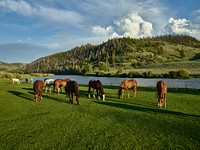 Horses graze in the pasture at the A Bar A guest ranch, near Riverside, Wyoming. Original image from Carol M. Highsmith’s America, Library of Congress collection. Digitally enhanced by rawpixel.